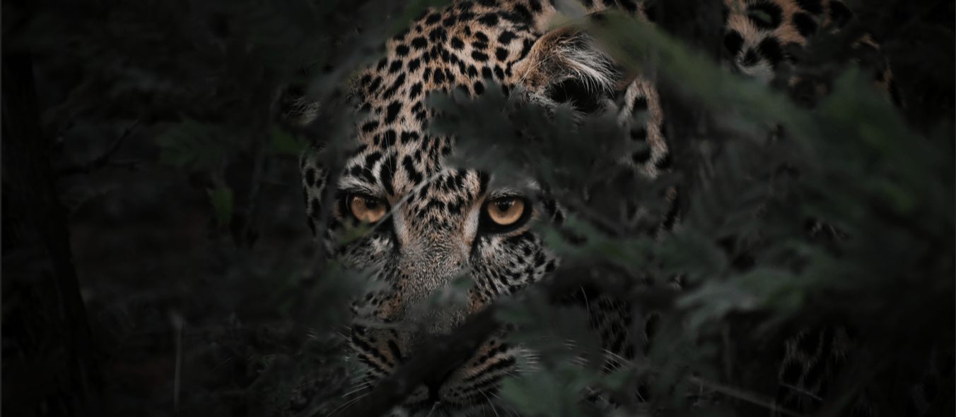 Africasense Wildlife Gallery Showcase